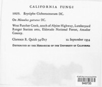 Golovinomyces cichoracearum image